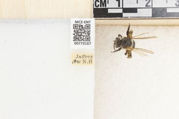 Media type: image;   Entomology 773167 Aspect: Labels